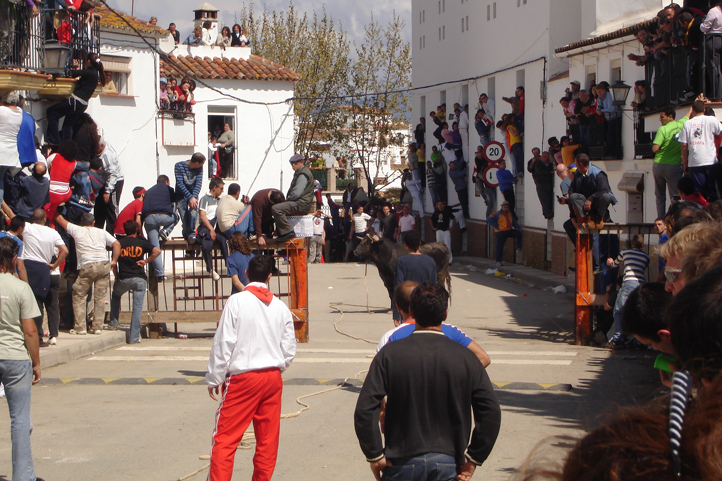 Two bulls tied by ropes run through the streets